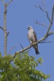 Mississippi Kite, Ictinia mississippiensis
