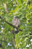 Mississippi Kite, Ictinia mississippiensis