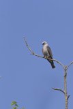Mississippi Kite, Ictinia mississippiensis