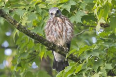 Mississippi Kite, Ictinia mississippiensis