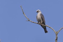 Mississippi Kite, Ictinia mississippiensis