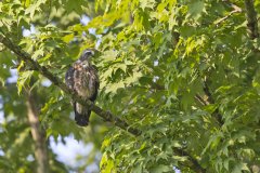 Mississippi Kite, Ictinia mississippiensis