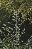 Missouri lambsquarters, Chenopodium album L. var. missouriense