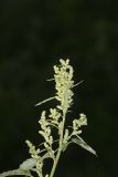 Missouri lambsquarters, Chenopodium album L. var. missouriense