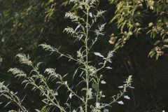 Missouri Lambsquarters, Chenopodium album L. var. missouriense