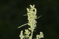 Missouri Lambsquarters, Chenopodium album L. var. missouriense