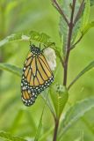 Monarch Butterfly, Danaus plexippus