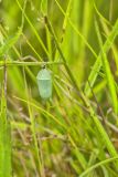 Monarch Butterfly, Danaus plexippus