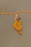 Monarch Butterfly, Danaus plexippus