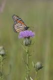 Monarch Butterfly, Danaus plexippus