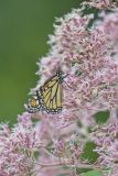Monarch Butterfly, Danaus plexippus