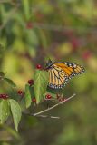 Monarch Butterfly, Danaus plexippus