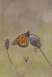 Monarch Butterfly, Danaus plexippus