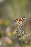 Monarch Butterfly, Danaus plexippus