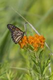 Monarch Butterfly, Danaus plexippus