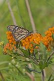 Monarch Butterfly, Danaus plexippus