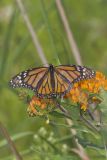 Monarch Butterfly, Danaus plexippus