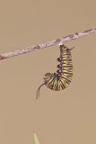 Monarch Butterfly, Danaus plexippus