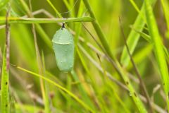 Monarch Butterfly, Danaus plexippus