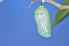 Monarch Butterfly, Danaus plexippus