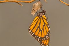 Monarch Butterfly, Danaus plexippus