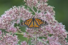 Monarch Butterfly, Danaus plexippus