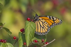 Monarch Butterfly, Danaus plexippus