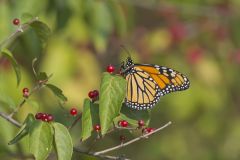 Monarch Butterfly, Danaus plexippus