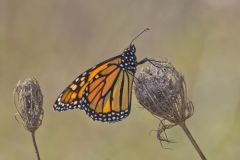 Monarch Butterfly, Danaus plexippus