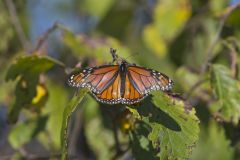 Monarch Butterfly, Danaus plexippus