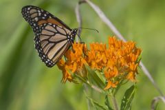 Monarch Butterfly, Danaus plexippus