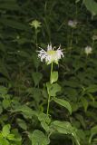 Monarda serotina
