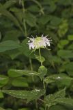Monarda serotina