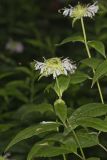 Monarda serotina