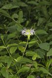 Monarda serotina