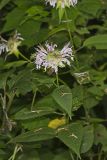 Monarda serotina