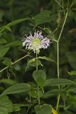 Monarda serotina