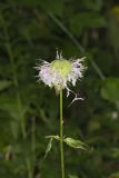 Monarda serotina