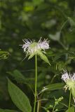 Monarda serotina