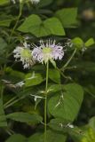 Monarda serotina