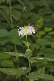 Monarda serotina