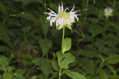 Monarda serotina