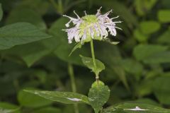 Monarda serotina