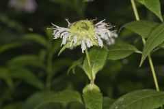 Monarda serotina