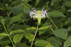 Monarda serotina