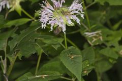 Monarda serotina