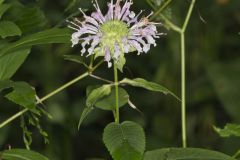 Monarda serotina