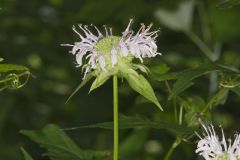 Monarda serotina