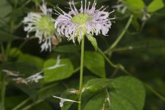 Monarda serotina