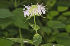 Monarda serotina